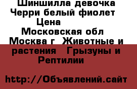 Шиншилла девочка Черри белый фиолет › Цена ­ 4 000 - Московская обл., Москва г. Животные и растения » Грызуны и Рептилии   